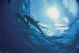 two dolphins